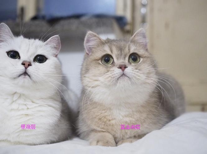 各个品种的英短,英短40种价格表