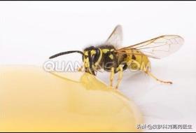 蚊虫叮咬过敏怎么治疗最好,蚊虫叮咬过敏症用什么最有效