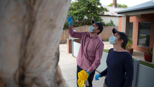 澳大利亚溃疡性结肠炎,澳大利亚皮肤溃疡