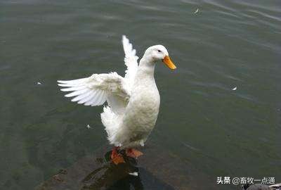 母鸡和母鸭的输精方法的区别,母鸭输精的正确方法