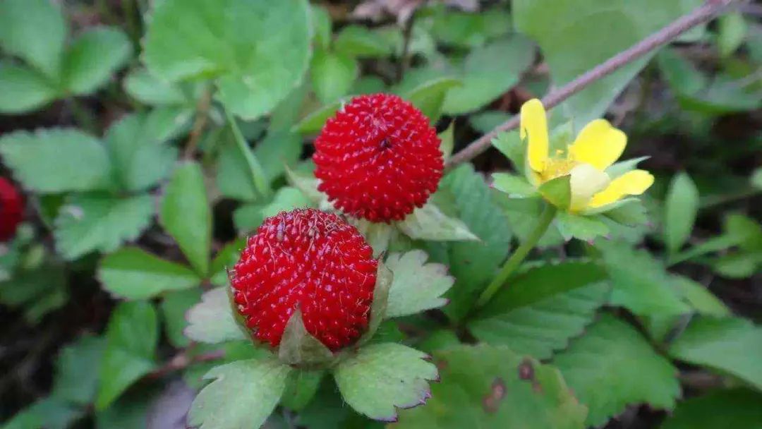 李子柒真实美食视频,李子柒小吃小视频大全集
