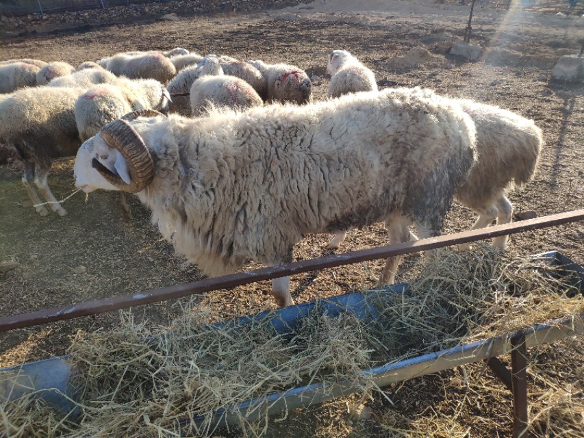 都说羊群感染布病很难缠,养羊人如何应对,兽医告诉你