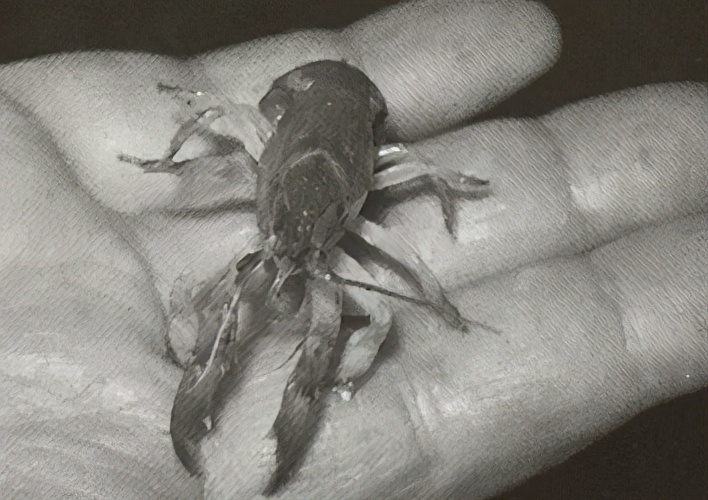 路亚钓黑鲷入门教程,路亚钓黑鲷的方法与技巧