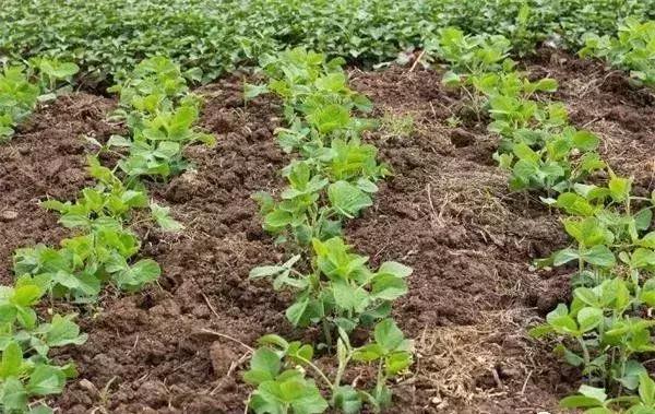 大豆苗期病虫害的防治,大豆后期虫害怎样防治