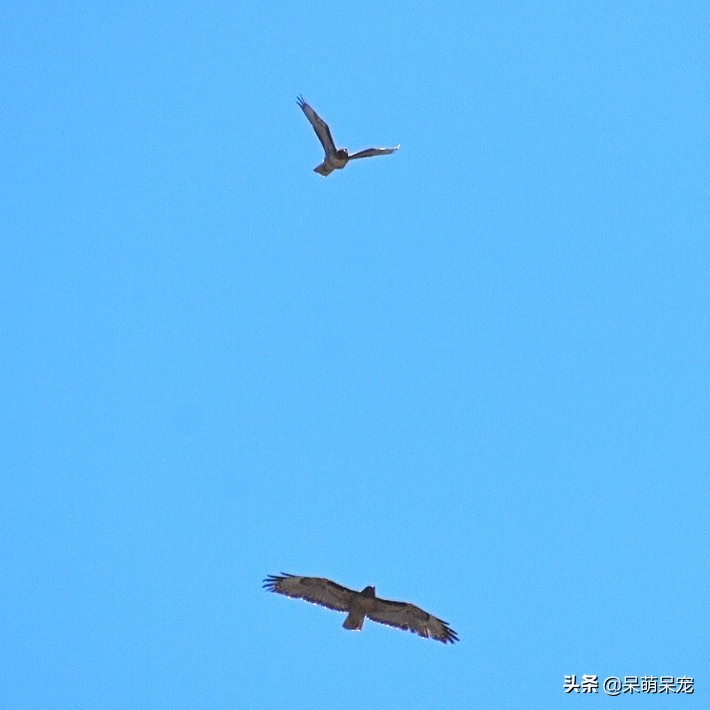 世界上最贵的宠物,世界上最有钱的宠物是什么