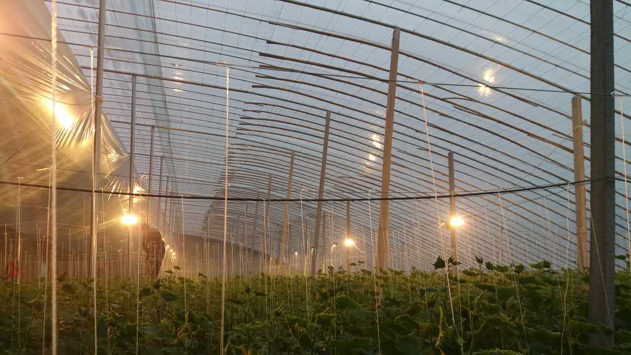 光照强度代表的是什么,什么是光照效果