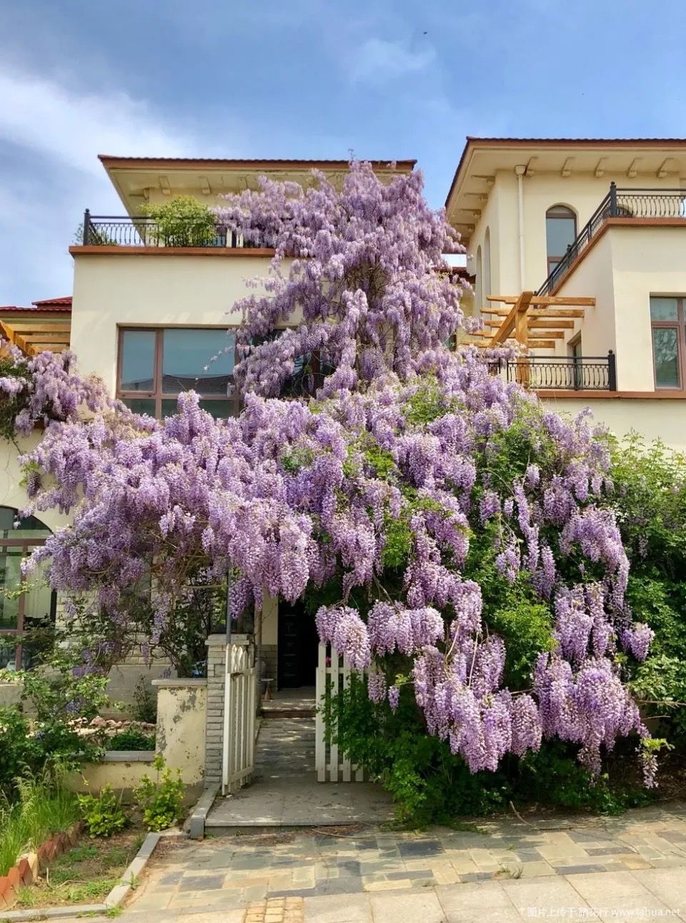 紫藤中最有名的品种叫什么名字,非常好种不需要太阳的紫藤品种