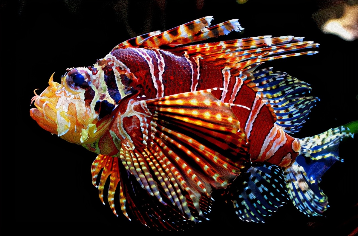 去不了海就去海洋馆,去不了大海就去海底世界