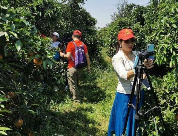 重庆忠县的柑橘成熟了,销售员可以在柑橘园里面随便吃