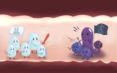 哪些牌子益生菌含鼠李糖乳杆菌,什么益生菌含鼠李糖乳杆菌