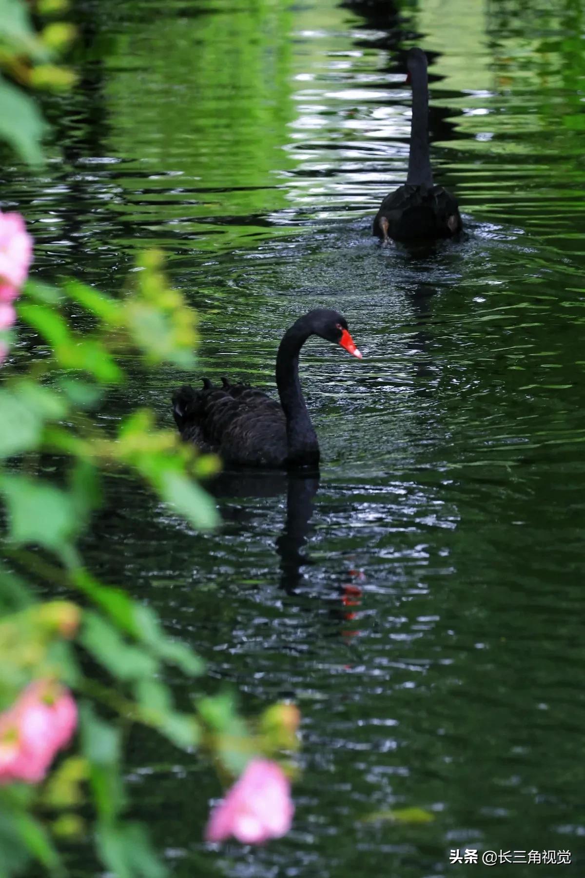 “断崖式”寒潮过后,湖州:晚秋芙蓉始盛开