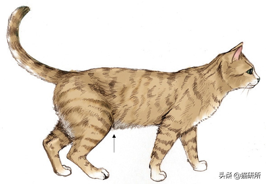 幼猫猫咪的体重多少才是正常体重,猫咪肥胖标准图