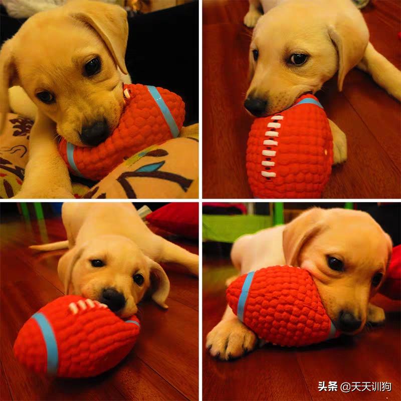 狗狗最爱玩的小玩具有什么,狗狗喜欢的玩具排行榜大全