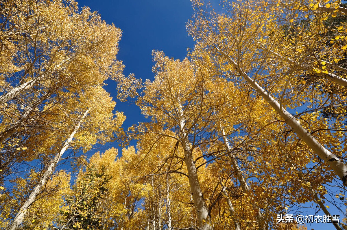 冬日说白杨,白杨古诗五首,听听那古诗里的白杨萧萧