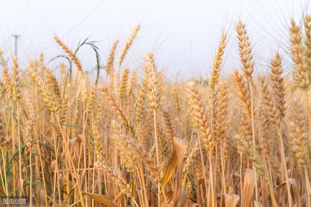 杂交水稻如何撒种,杂交水稻的种植技巧