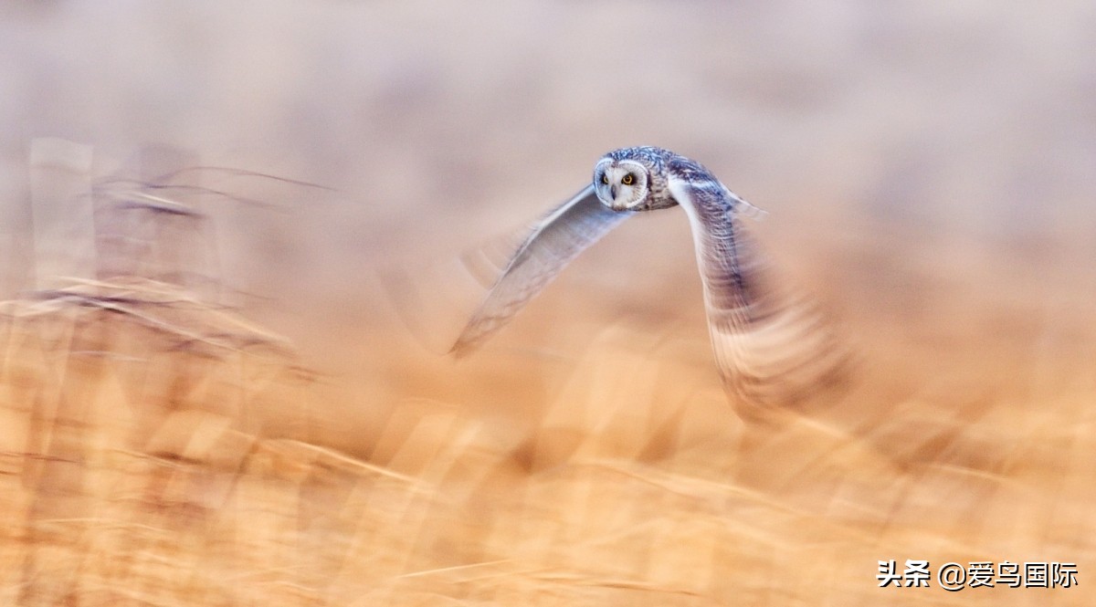 观鸟大年影片,观鸟大年在线观看