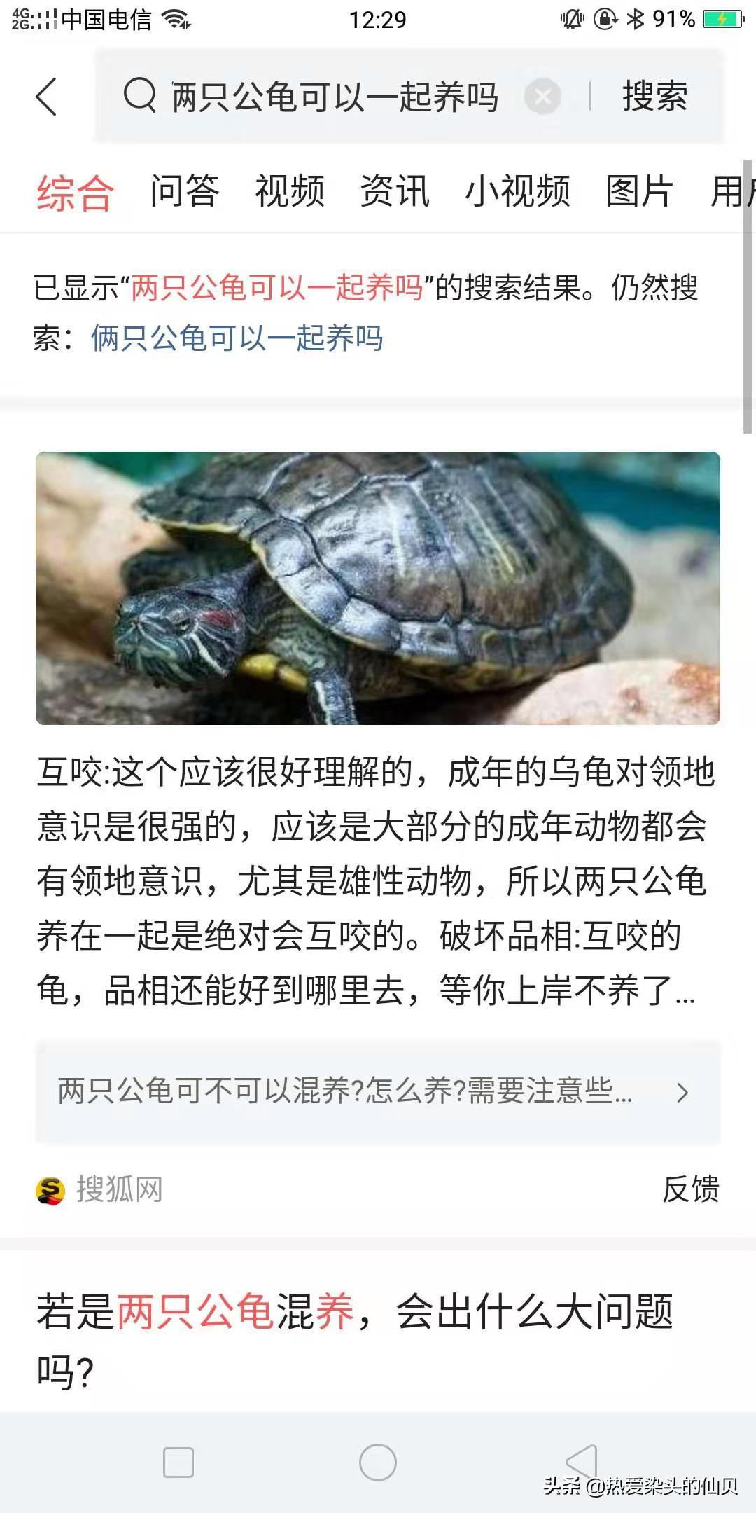 两只公龟混养的后果,公龟和母龟打架