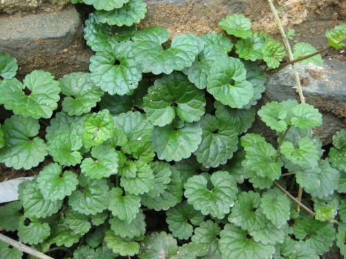 如果你在野外遇见动物,假如你在野外遇到野生动物