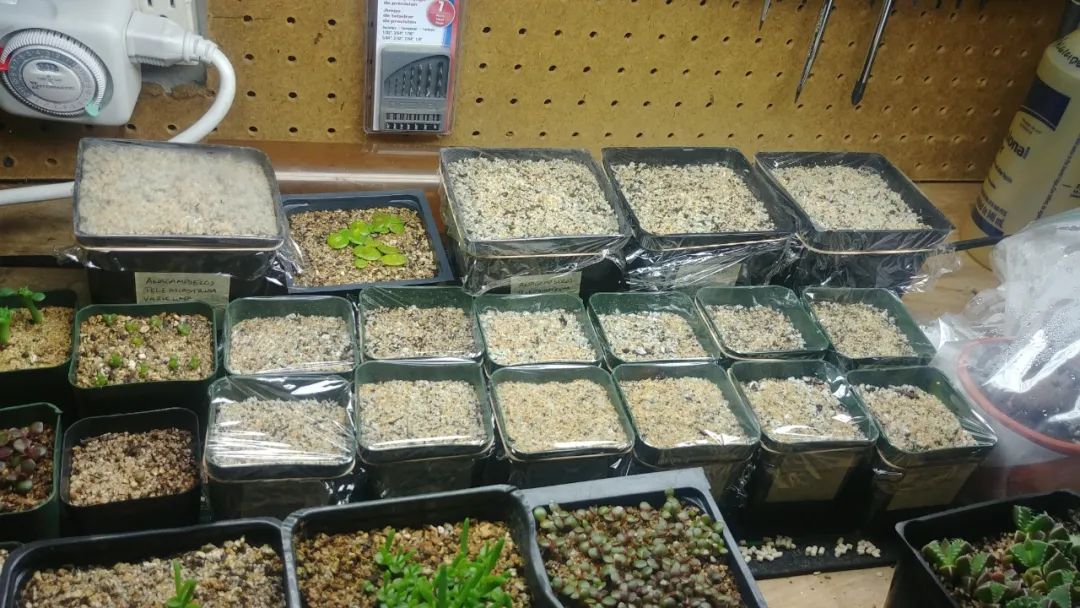 除了扦插和繁殖繁殖，用种子繁殖多肉靠谱吗？来看看是否适合你