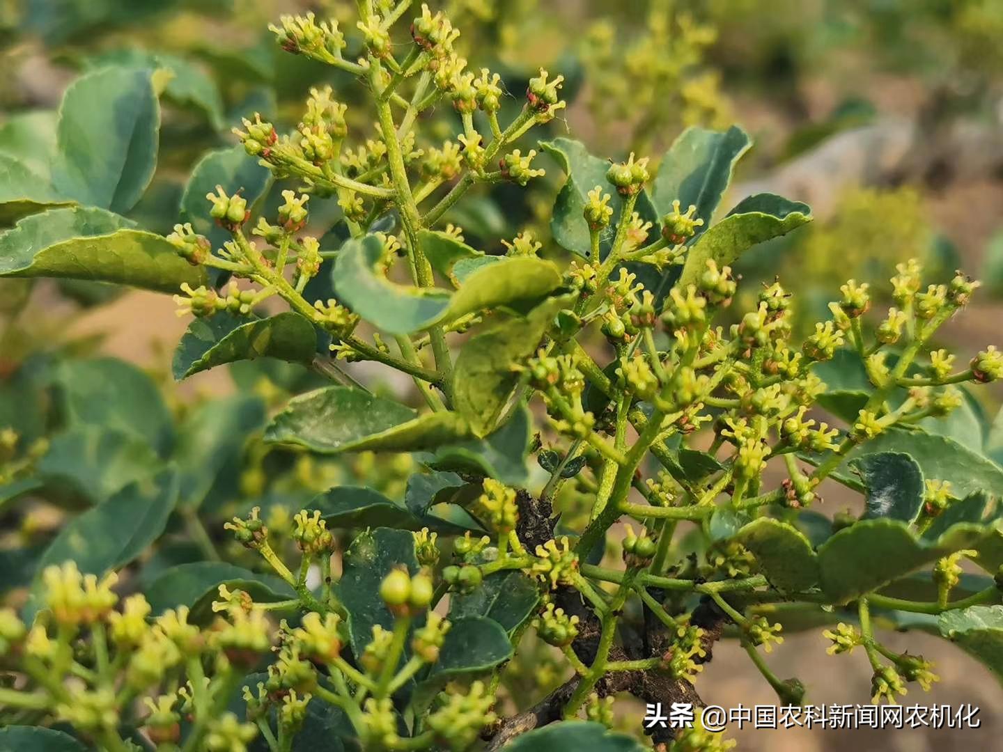 花椒大量落果怎么办,花椒树落果是怎么回事