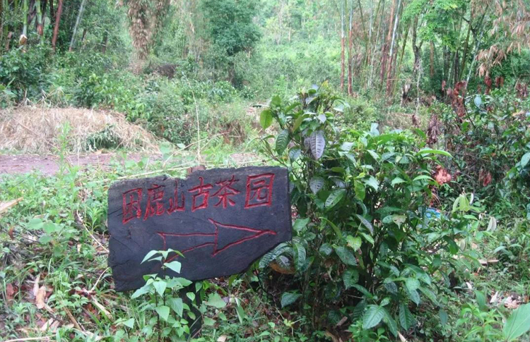 每个山头的普洱茶都有什么区别,云南十大名山头普洱茶排名