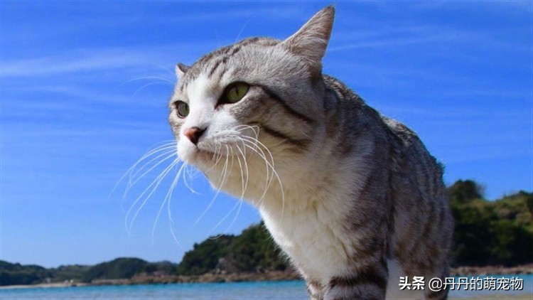 出远门猫咪一个人在家该怎么办,过年回家猫咪自己在家怎么安置