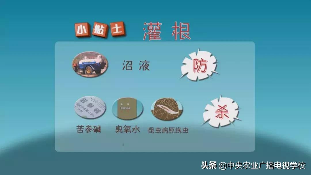 农广天地蛴螬养殖技术,韭蛆怎么防治最好