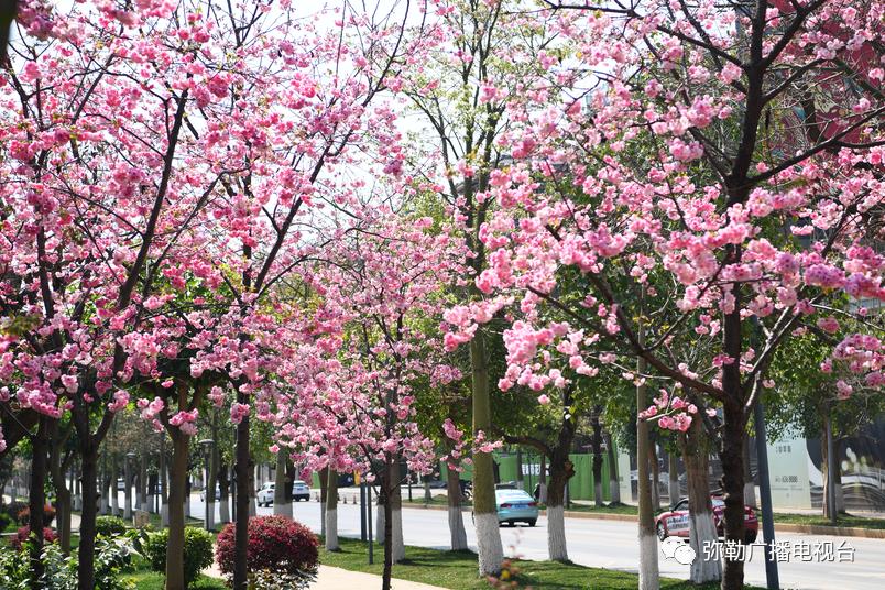 三月弥勒什么地方可以赏花,弥勒3月赏花攻略