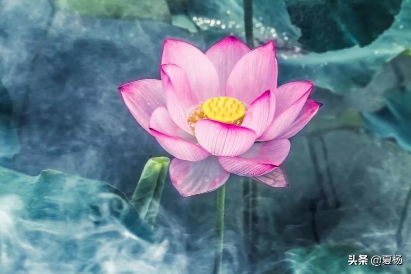 莲子埋入土里多久还可以发芽,莲子埋在泥里会发芽吗