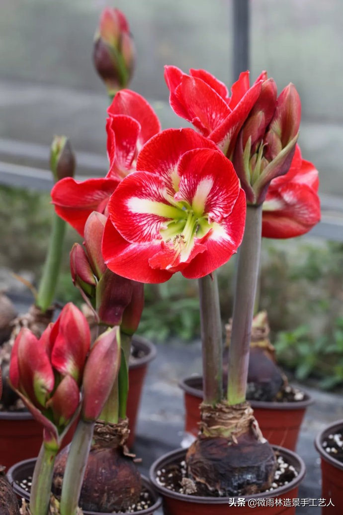 朱顶红阿弗雷爆盆,朱顶红多大口径盆合适