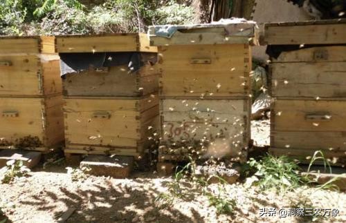 蜜蜂蜂箱内有棉虫怎么办,养蜂蜜蜂有螨虫了怎么办