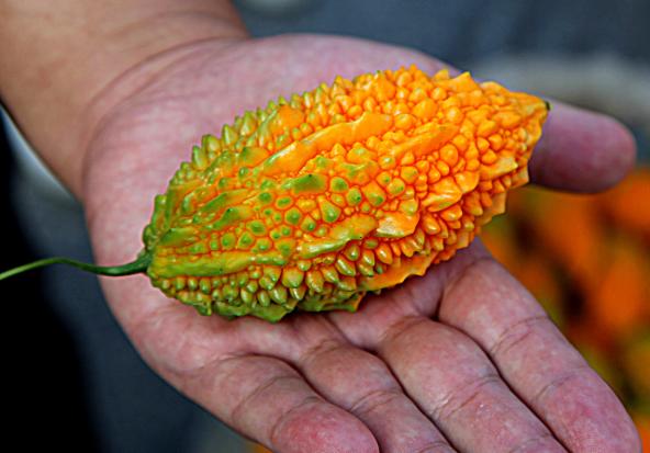 苦瓜的变种,苦瓜最原始的品种