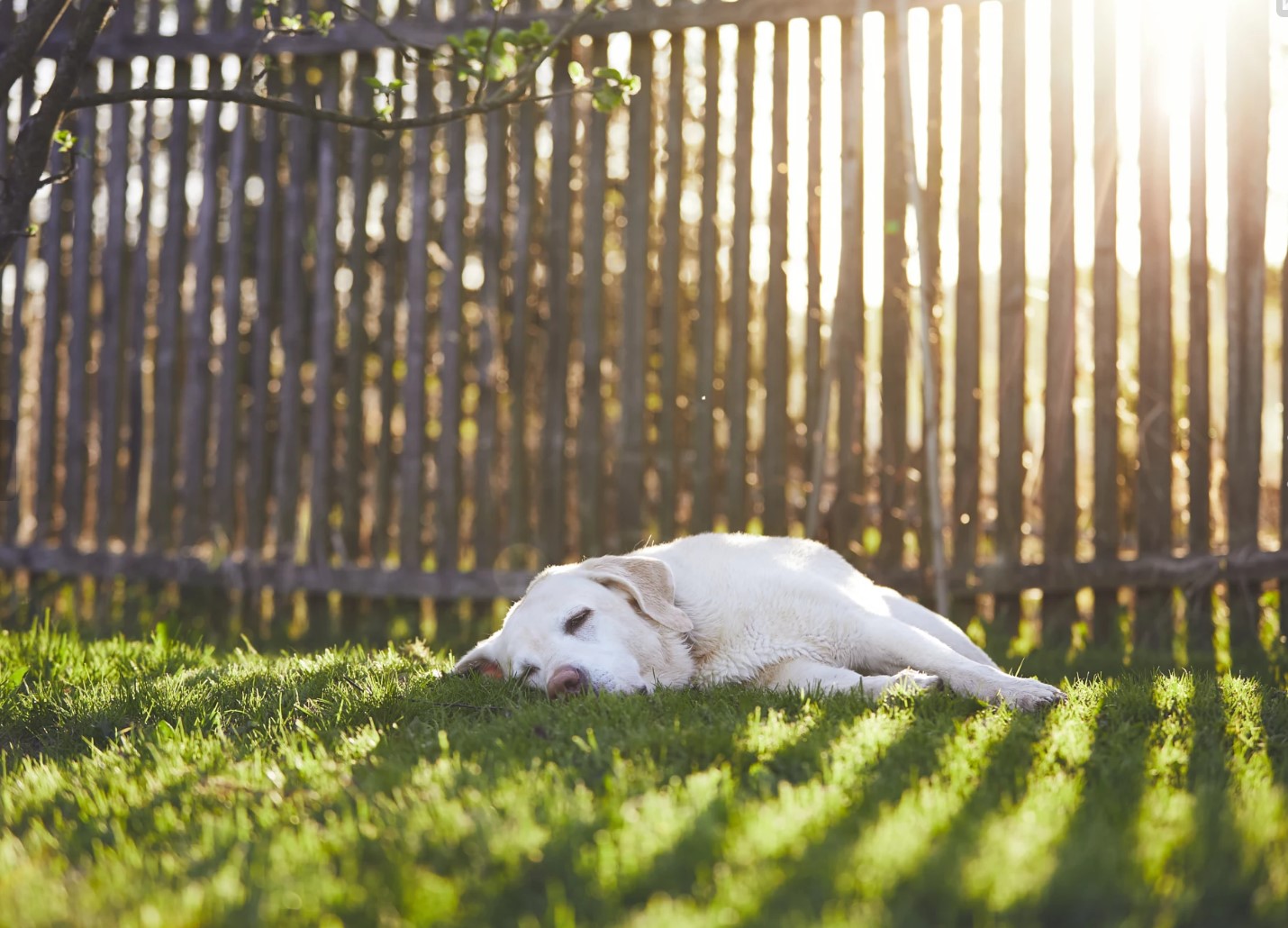 狗狗睡眠冷知识,狗狗睡眠秘密大全