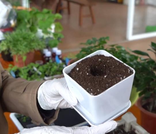 简易无土栽培蔬菜,自制无土栽培蔬菜神器