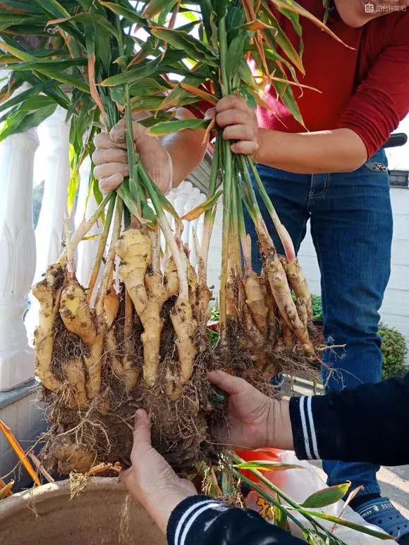 生姜入窖不到一月发芽怎么处理,生姜发芽了放土里面还能结果吗