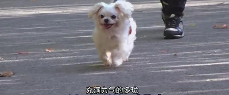 狗狗咳嗽不停可以怎么快速解决,狗狗咳嗽没力气