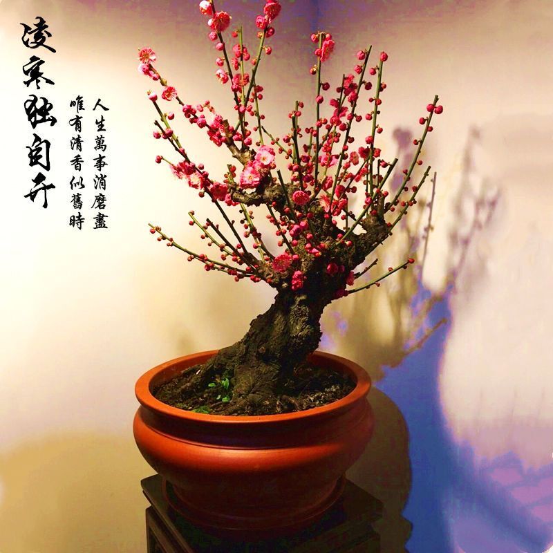梅花香自苦寒来红梅盆景,喜欢梅花的优点和缺点
