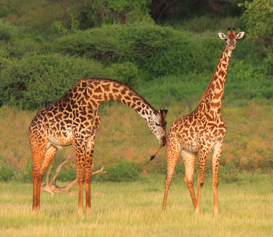 为了更好地传宗接代，动物们进化出了这些奇葩的交配行为