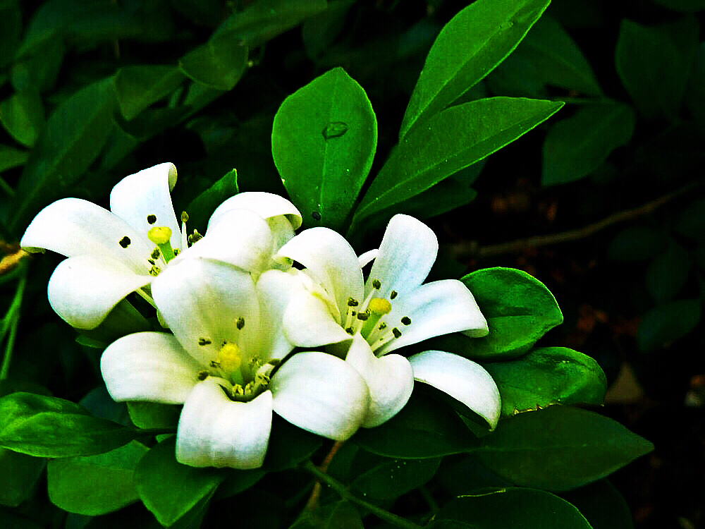 九里香木本,九里香是耐寒花卉吗