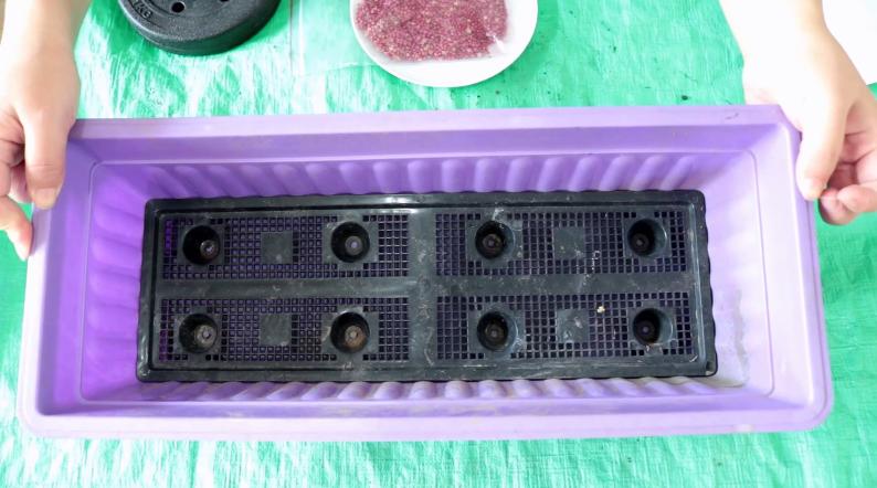 家庭盆栽香菜想要出芽率高，种子处理有技巧，种一盆够一家人吃