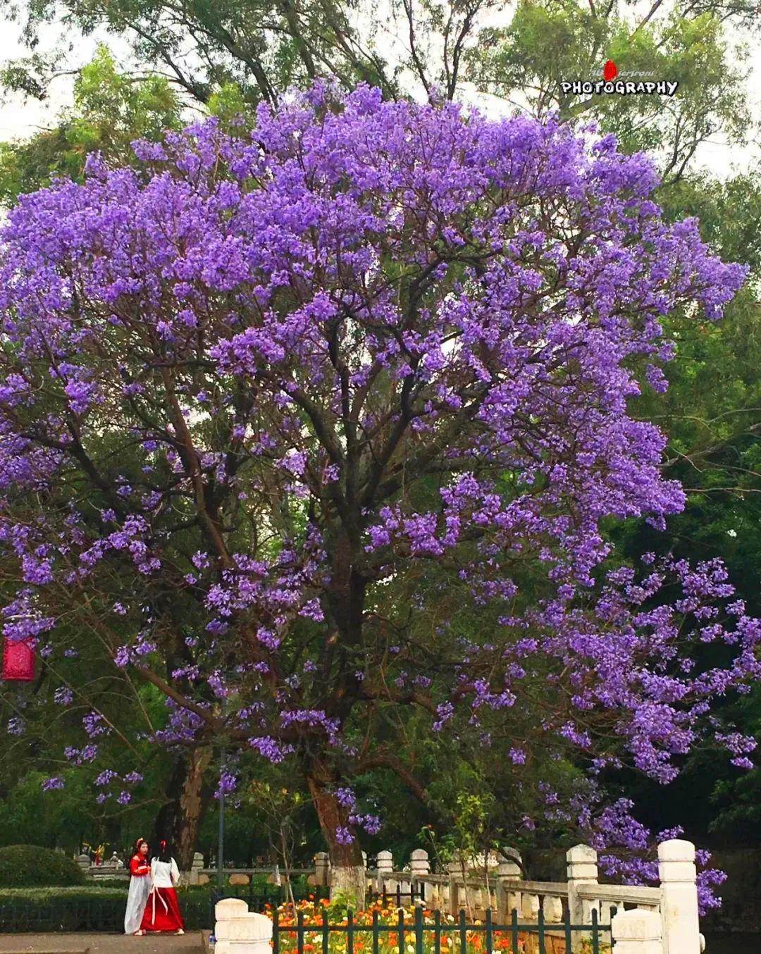 被大理丽江掩盖风头又怎样？它才是云南No.1！5月它太美了