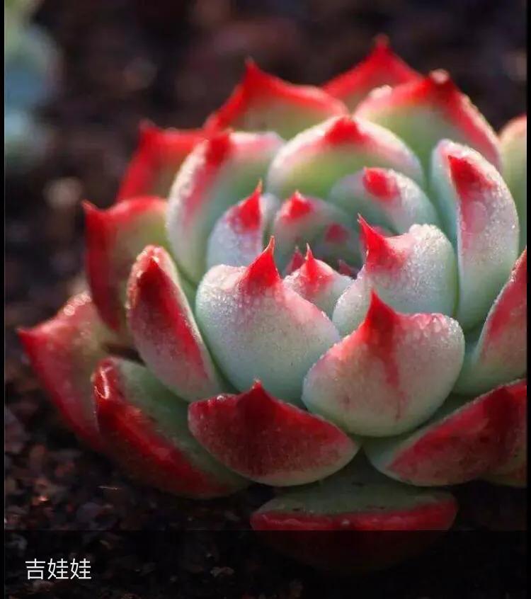 吉娃娃多肉爆盆图片大全,吉娃娃多肉徒长照片