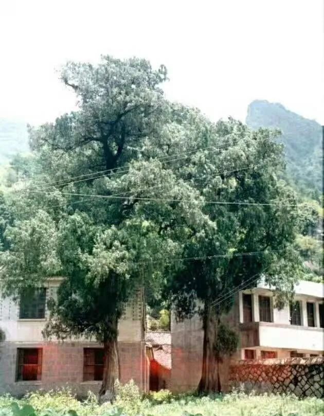 温州乐清900多岁的“树王”，长这样