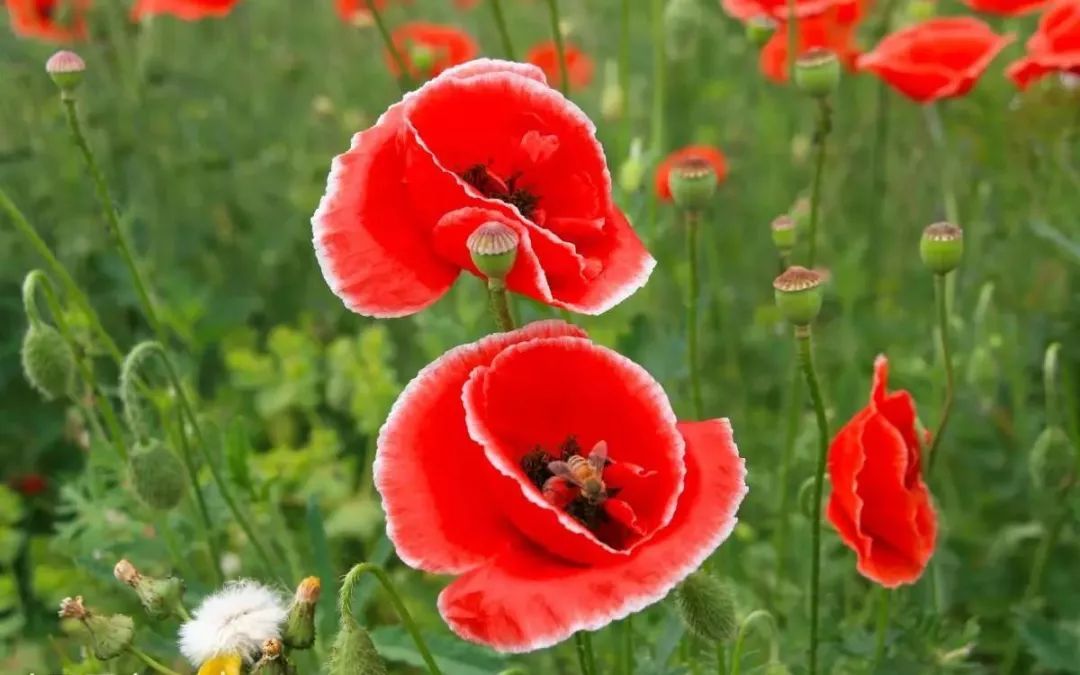 盘点世界各国国花中国国花,各国国花的图片大全