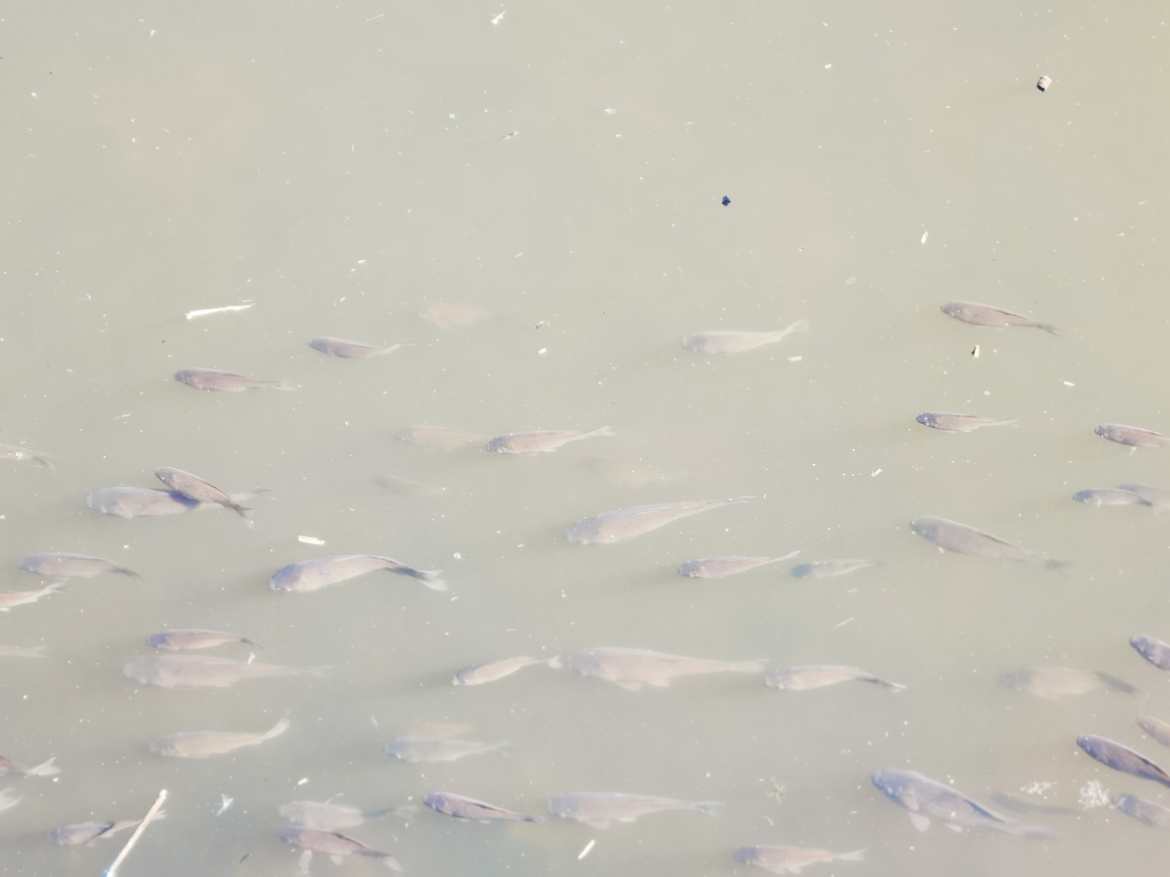 自驾游*疆新**：原来你是这样的白沙湖