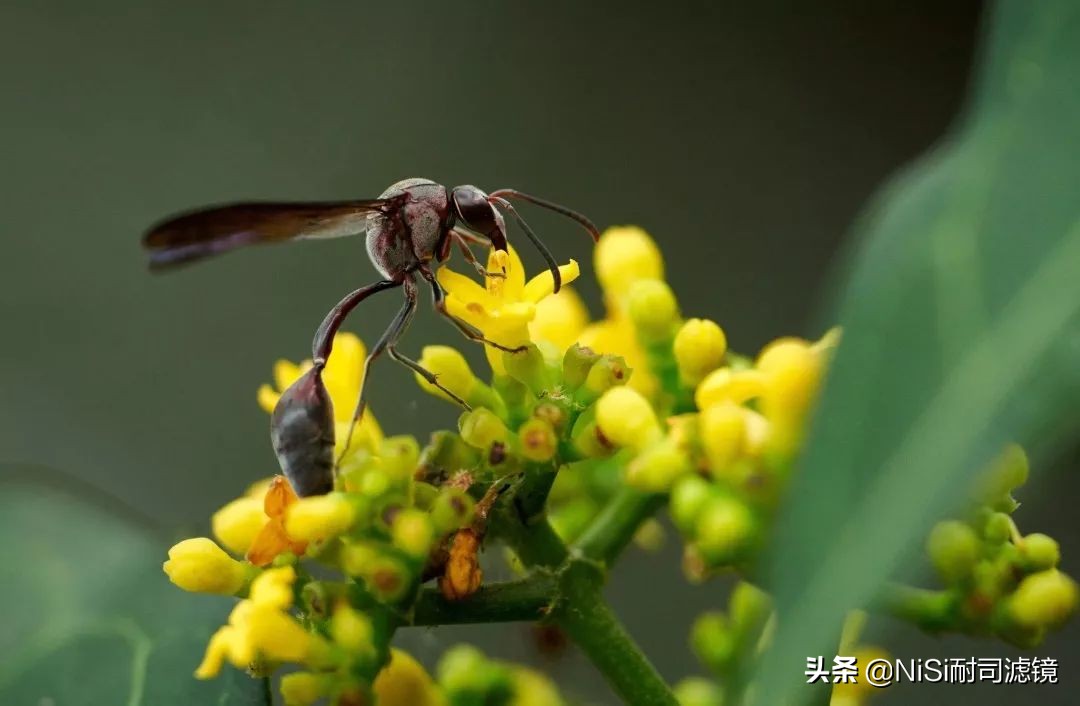 「测评」南非NiSi官方大使近摄镜使用心得