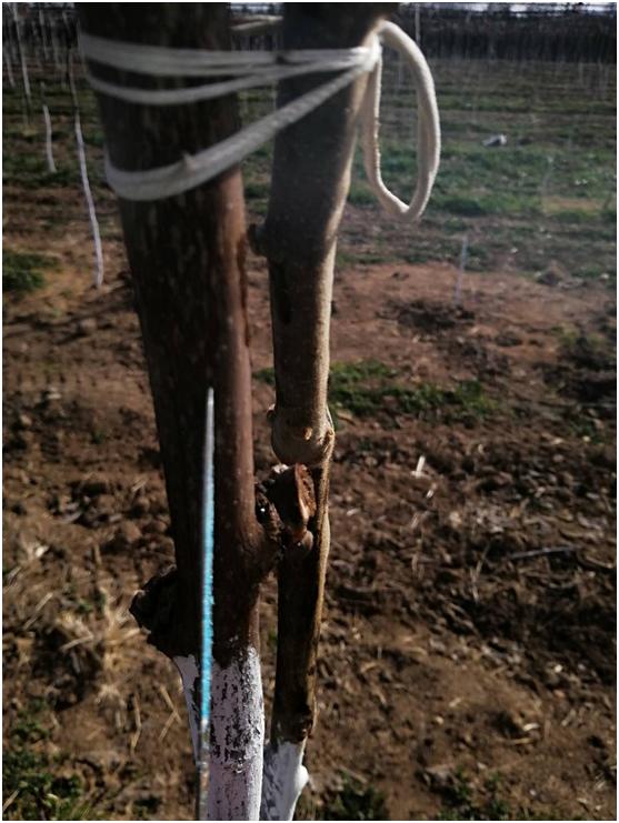 猕猴桃溃疡病什么时间防治,猕猴桃溃疡病治疗新技术