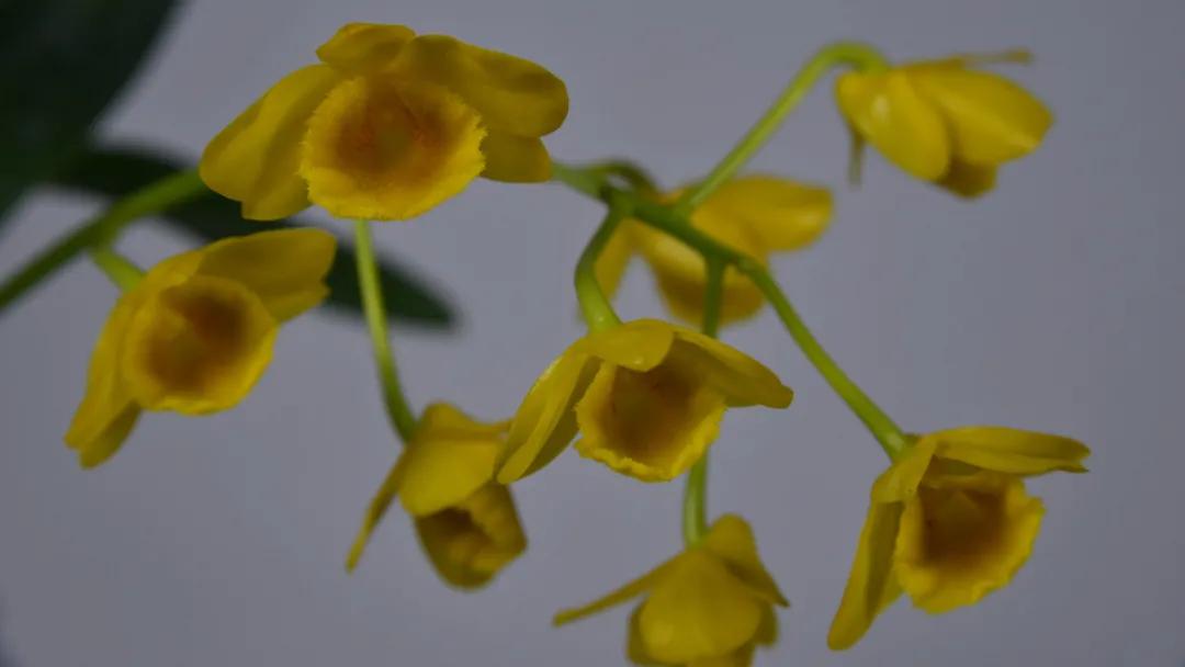 边睡觉边治疗、深山里的龙血树、形态各异的石斛，在这种独特的傣医药文化里还有更多的秘密