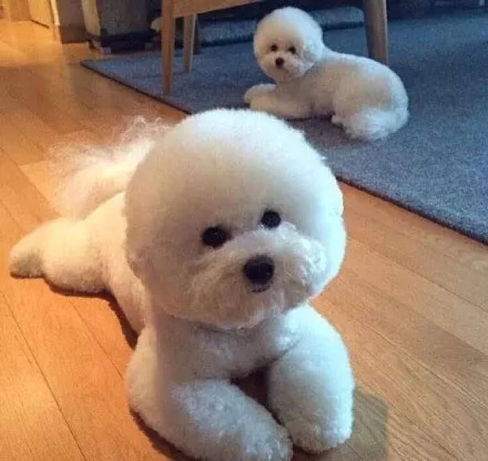 贵宾犬香槟色褪色成白色,贵宾犬颜色越来越浅怎么办