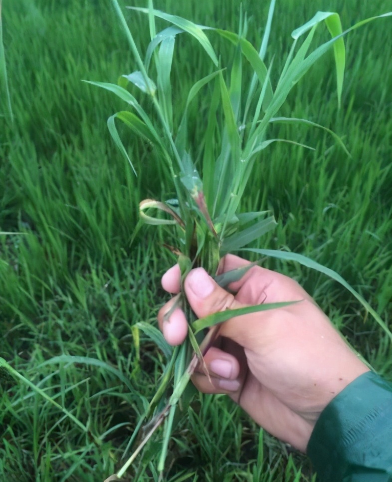 农村野菜鸡爪子蕨类植物,农村野生植物鸡爪
